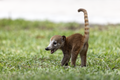 * Nomination A young Coati looks back towards its siblings in Tulum, MX. --Needsmoreritalin 02:28, 19 August 2024 (UTC)Good Quality! --Anitava Roy * Promotion {{{2}}}