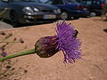 cultivated specimen at Golden Bay Bus Station