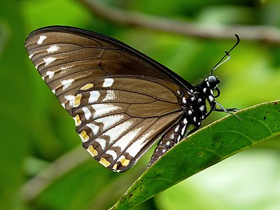 Papilio clytia form clytia (Common Mime)