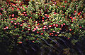 Vaccinium oxycoccos (Common Cranberry)