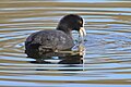 Eurasian Coot