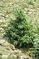 Young tree, Sierra Blanca, New Mexico