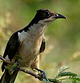 in Kolleru Lake, Andhra Pradesh, India.