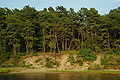 Forest, Washburn Island, Massachusetts