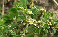 Polygonum aviculare