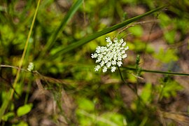 Queen Anne's Lace (21040056358).jpg