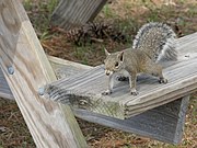 Sciurus carolinensis