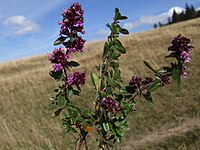 Thymus alpestris