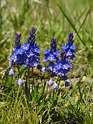    Veronica prostrata subsp. scheereri