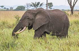African elephant (Loxodonta africana) 3.jpg