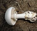 Amanita magnivelaris