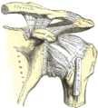 Acromioclavicular joints and ligaments of left scapula