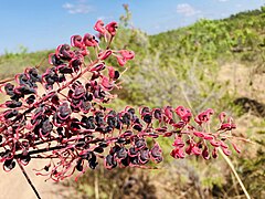 Grevillea Benthamiana (threatened). Fergusson River bridge access road.jpg