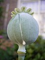 seedhead with fresh white latex