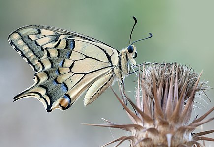 Papilio machaon (Old World Swallowtail)