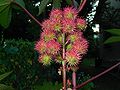 Thumbnail for File:Ricinus frucht 01.jpg