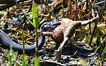 Grass snake eating a toad