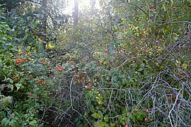 Terres de Pregny @ Jardin Botanique @ Pregny-Chambésy (50632780368).jpg