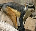 Cercopithecus wolfi (cat.)