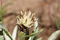 Antennaria dimorpha