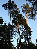 Scots Pines (Pinus sylvestris) in Rhododendron Valley