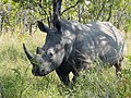 Ceratotherium simum