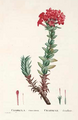 Crassula cocсinea, 1799-1837