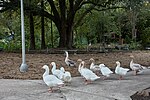 Thumbnail for File:Fowl strut freely on the grounds of the Louisiana Purchase Gardens and Zoo in Monroe, Louisiana.jpg