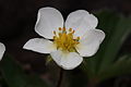 Fragaria virginiana