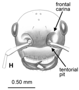 Gerontoformica spiralis Plos One e93627 Fig 11 head H.png