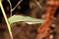 Hieracium albiflorum