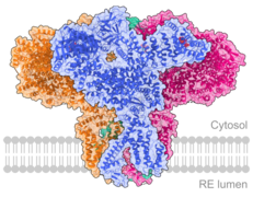 IP3 receptor type 3 (ITPR3) - 6DQN.png