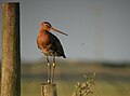 On breeding territory, England