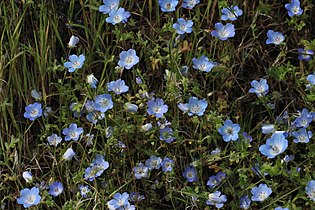 Nemophila menziesii