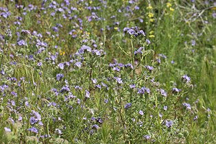 Phacelia tanacetifolia