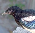 Juvenile; Parque del Planetario, Madrid, Spain