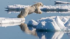 Third place: Male Polar bear (Ursus maritimus) chasing a bearded seal. – Uznanie autorstwa: Andreas Weith (CC BY-SA 4.0)