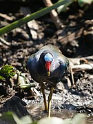 Porphyrio martinica