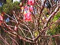 Vaccinium cylindraceum (Azorean Bilberry)