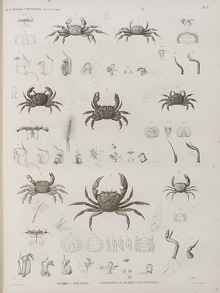 Pl.2 - Crabes-alésides, Potamos ou Crabes-fluviatiles