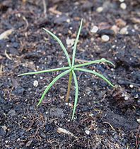 Two-weeks-old cotyledons in Getafe, Spain