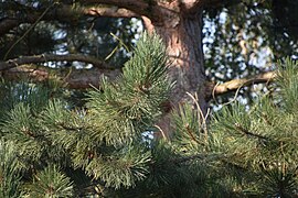 Baum - Pinus nigra - Nadeln, Mefferscheid, Belgien.jpg