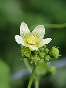 Bryonia dioica