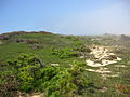 Coastal scrub, Cape Cod, Massachusetts