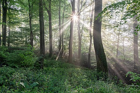 Dülmen, Rorup, Roruper Holz (2021)