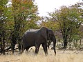 Elephant near Olifantsbad