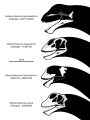 Mamenchisaurus Species Skull Diagram