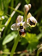 Ophrys neglecta