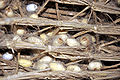 Empty silk worm cocoons