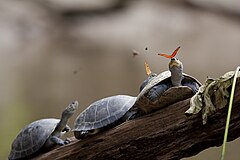 Первое место: Две геликониды юлии (Dryas iulia), пьющие слёзы черепах в Эквадоре. Черепахи спокойно разрешают бабочкам пить из их глаз, пока они греются, лёжа на бревне. Это «питание слезами» — феномен, известный как лакрифагия. Attribution: amalavida.tv (flickr) (CC BY-SA 2.0)